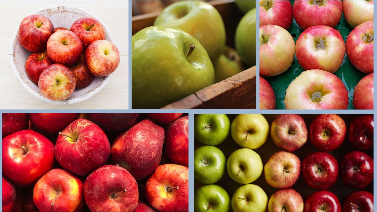 How to Store Apples for Long-Term Freshness